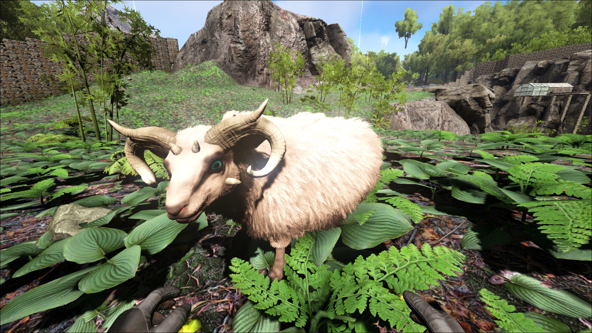 Ovis (Schaf) - Ark Survival Forum und Community