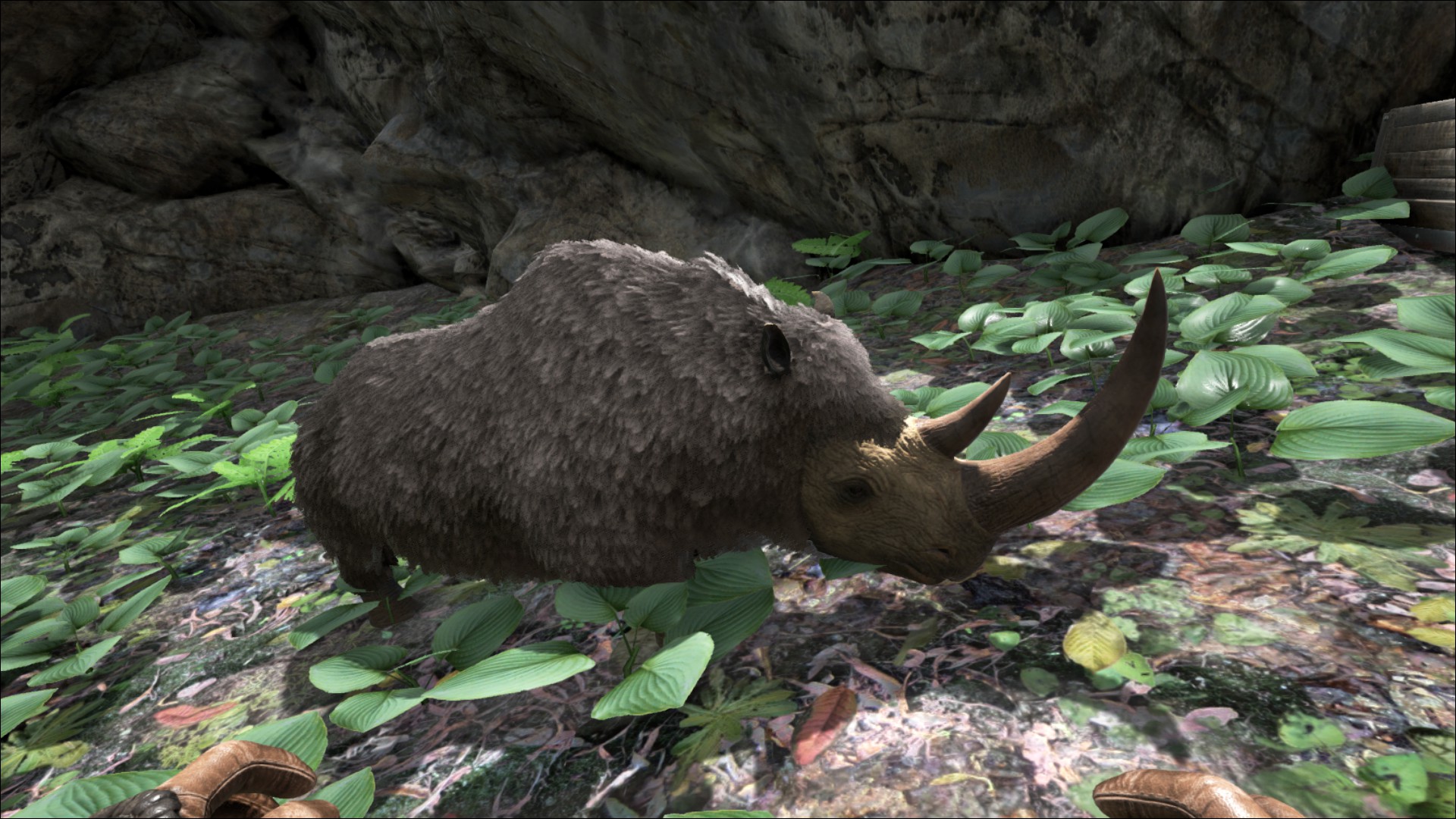 Woolly Rhino Baby